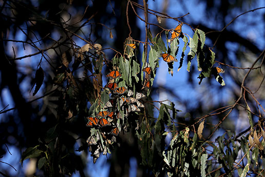 Butterflies' return to California coast raises hopes - Vimarsana News