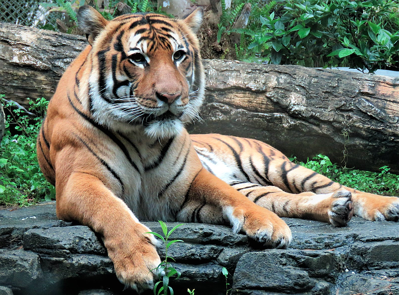 Little Rock Zoo welcomes new Malayan tiger, Jaya | The Arkansas ...