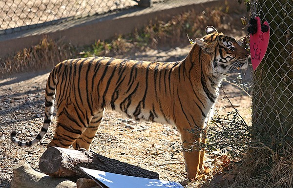 Little Rock Zoo Malayan tiger cub triplets turn one