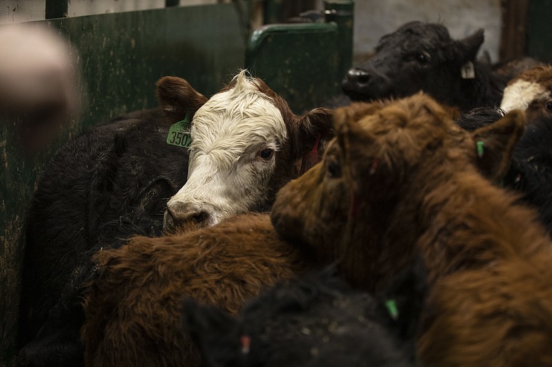 Green-tagged calves are shown to potential buyers at a cattlemen's livestock auction in 2019 at Harrison. (Special to The Commercial/Nick Kordsmeier, University of Arkansas System Division of Agriculture)