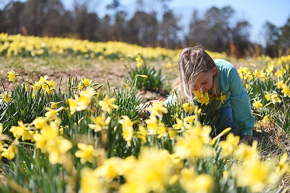 Wye Mountain Daffodil Festival 2022 The Arkansas DemocratGazette