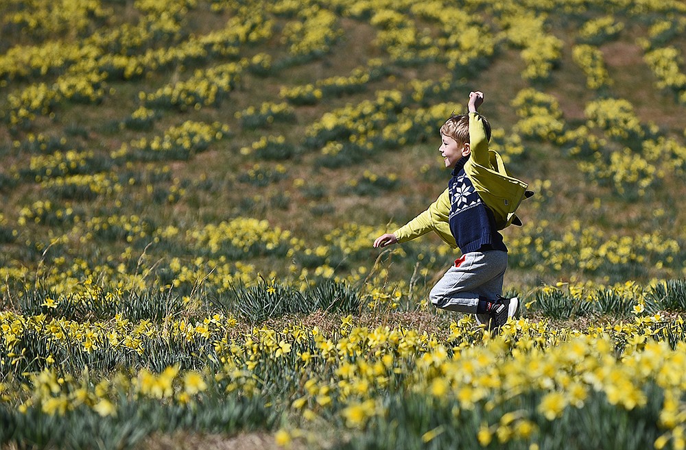 Wye Mountain Daffodil Festival 2022 The Arkansas DemocratGazette