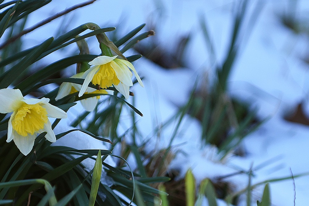 Wye Mountain Daffodil Festival 2022 The Arkansas DemocratGazette