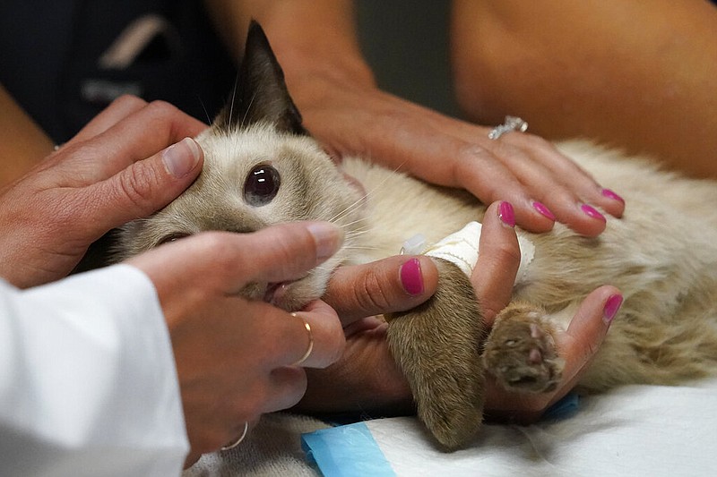 Veterinary personnel keep a cat named Miller calm as he has blood drawn for a virus test at Veterinary Specialty Hospital of Palm Beach Gardens in Palm Beach Gardens, Fla., in this April 12, 2021, file photo. (AP/Wilfredo Lee)