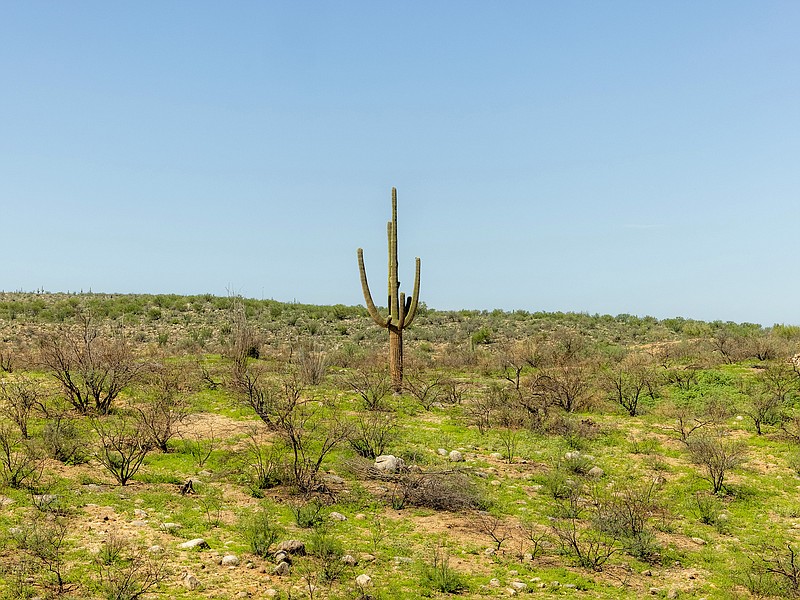 A saguaro cactus grows in Catalina State Park outside Tucson, Ariz., in July.
(The New York Times/Cassidy Araiza)