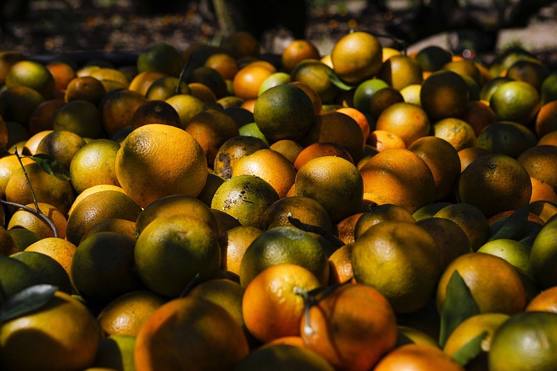 Oranges are in a basket during a harvest in Avon Park, Fla., on March 2.
(Bloomberg News/Eva Marie Uzcategui)