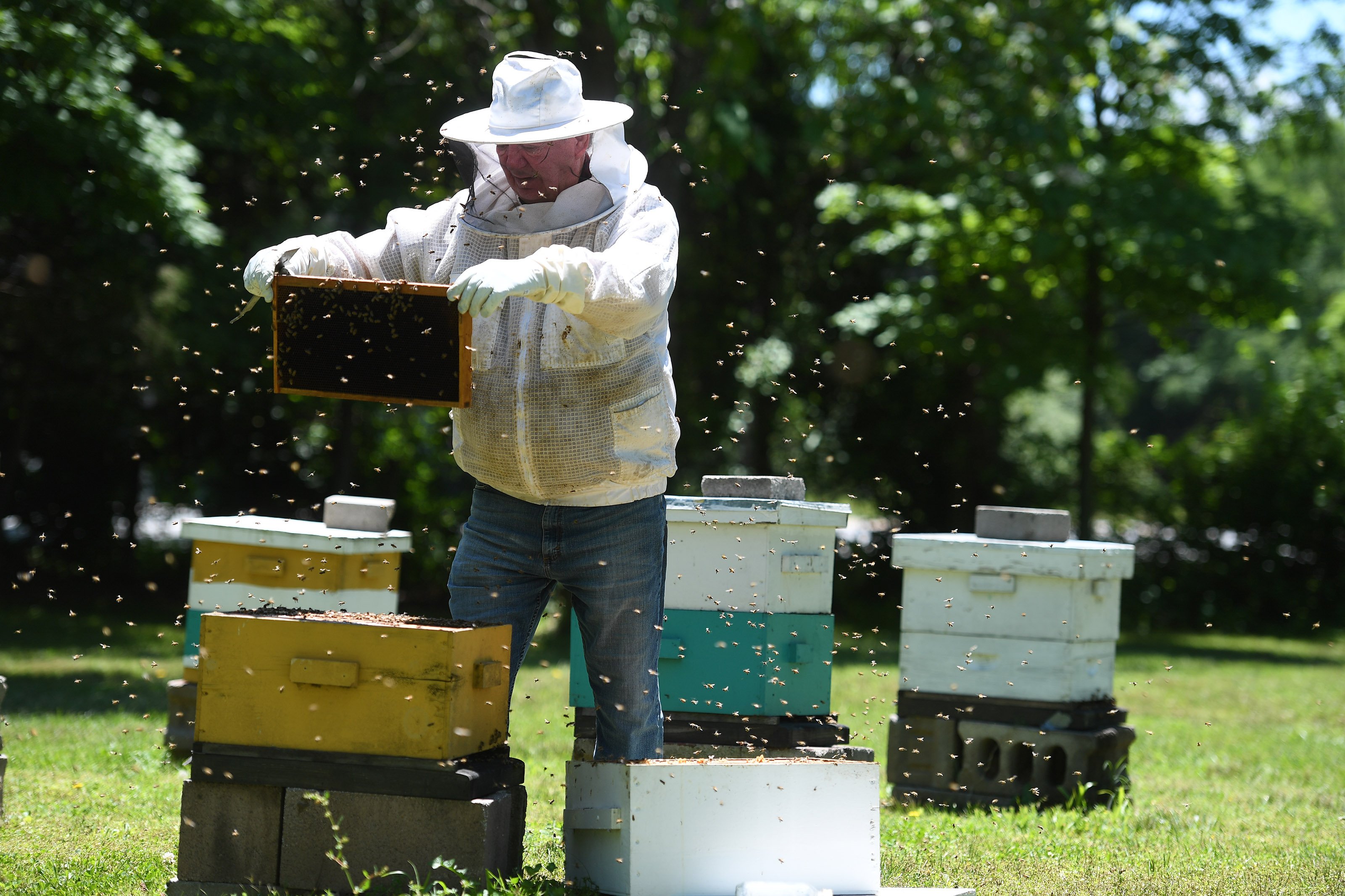 Course offered to beekeeping beginners