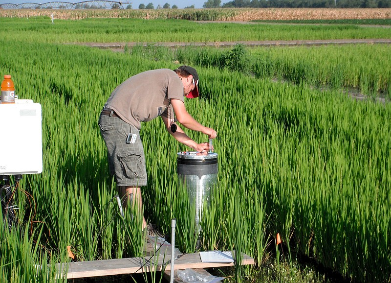 Division of Agriculture program associate Alden Smartt collects samples to monitor methane emissions from rice test plots. (Photo courtesy of Dr. Kris Brye)