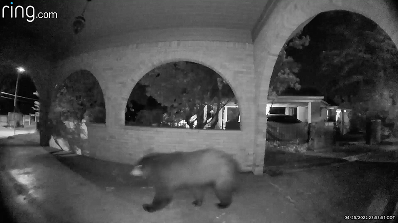 A bear sets off a motion detector outside a North Little Rock home on Monday in this screenshot of video provided by a resident.