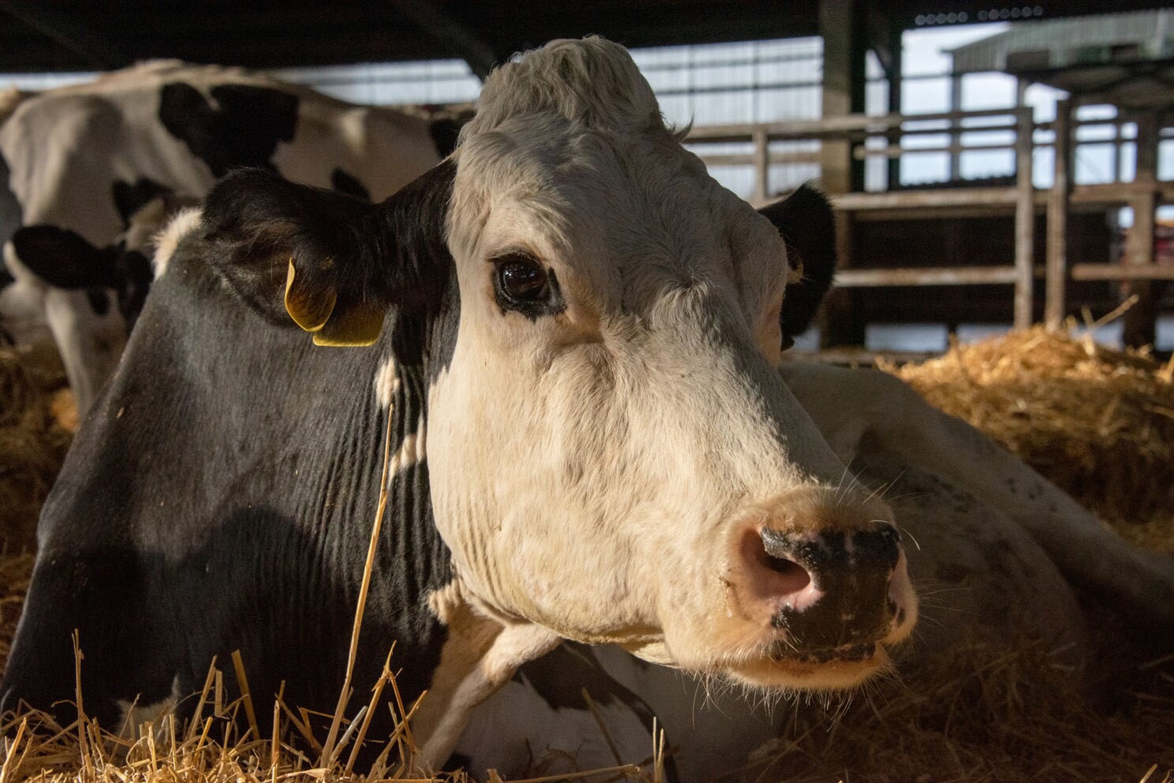 'Cow' - Vimarsana News