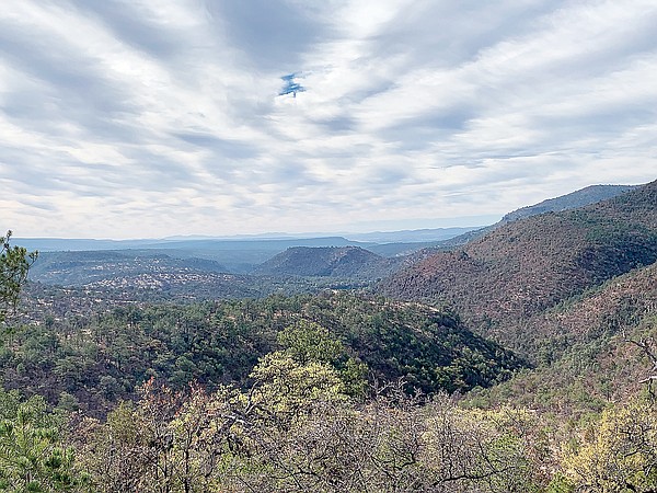 Driftwood Outdoors: Mexican wolf restoration finds success through cross-fostering - Vimarsana News