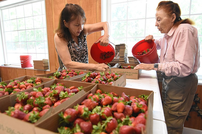 Ekko Barnhill (left) and Carlotta Barnhill pour buckets of strawberries into boxes to be sold Thursday morning at Barnhill Orchards in Lonoke. The Barnhills were named Farm Family of the Year for Lonoke County. The drive thru is open daily from 9 a.m. to 5:30 p.m..(Arkansas Democrat-Gazette/Staci Vandagriff)
