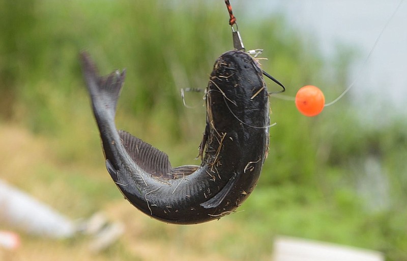 A catfish is shown in this Democrat-Gazette file photo.