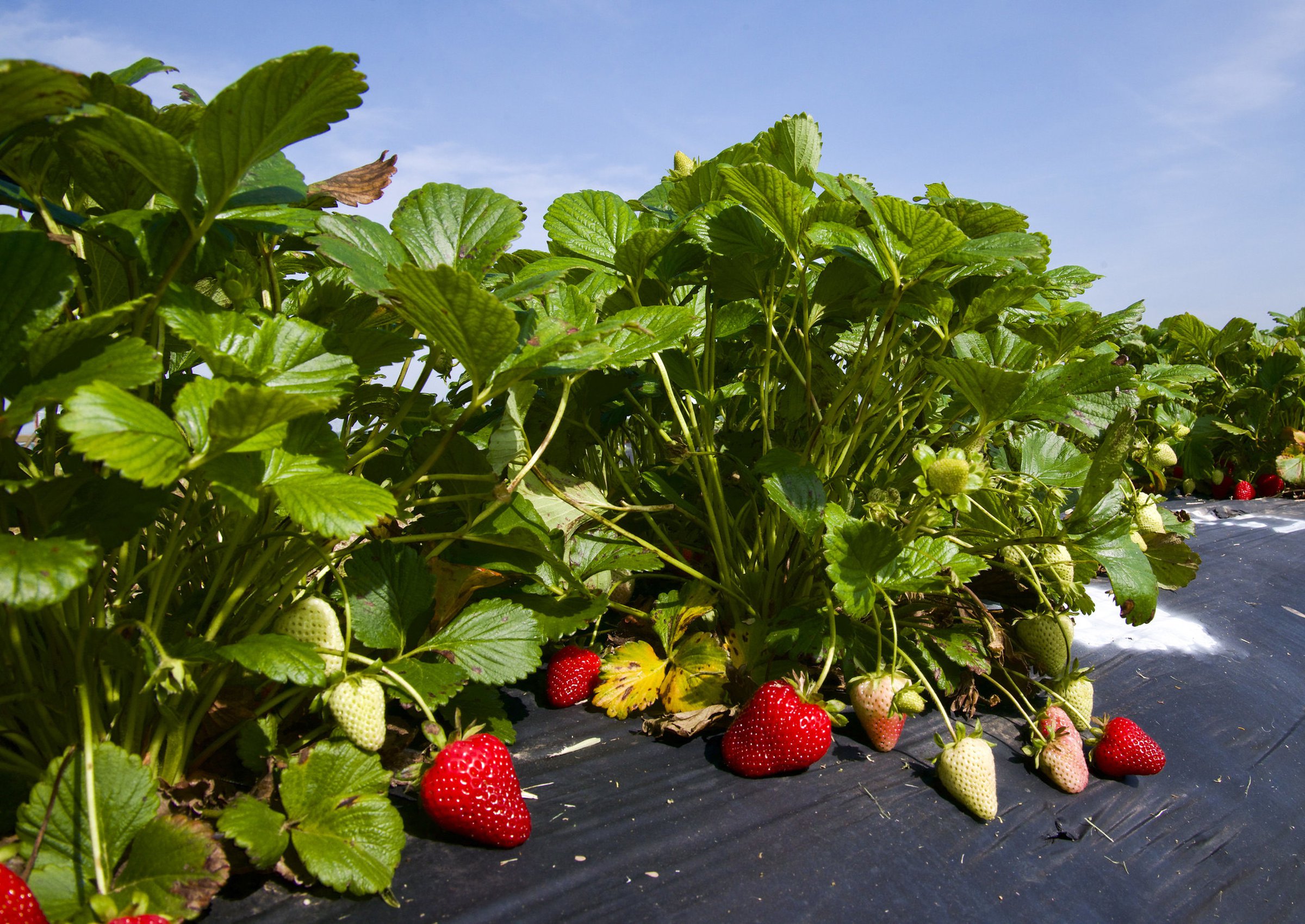 Renovation in perennial strawberry fields - Fruit & Nuts