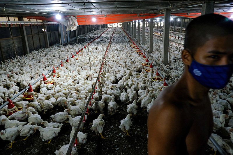 Chickens stir in a poultry farm shed in Sungai Panjang, Selangor, Malaysia, on Wednesday. Malaysia plans to ban the export of 3.6 million chickens a month starting Wednesday .
(Bloomberg News WPNS/Samsul Said)