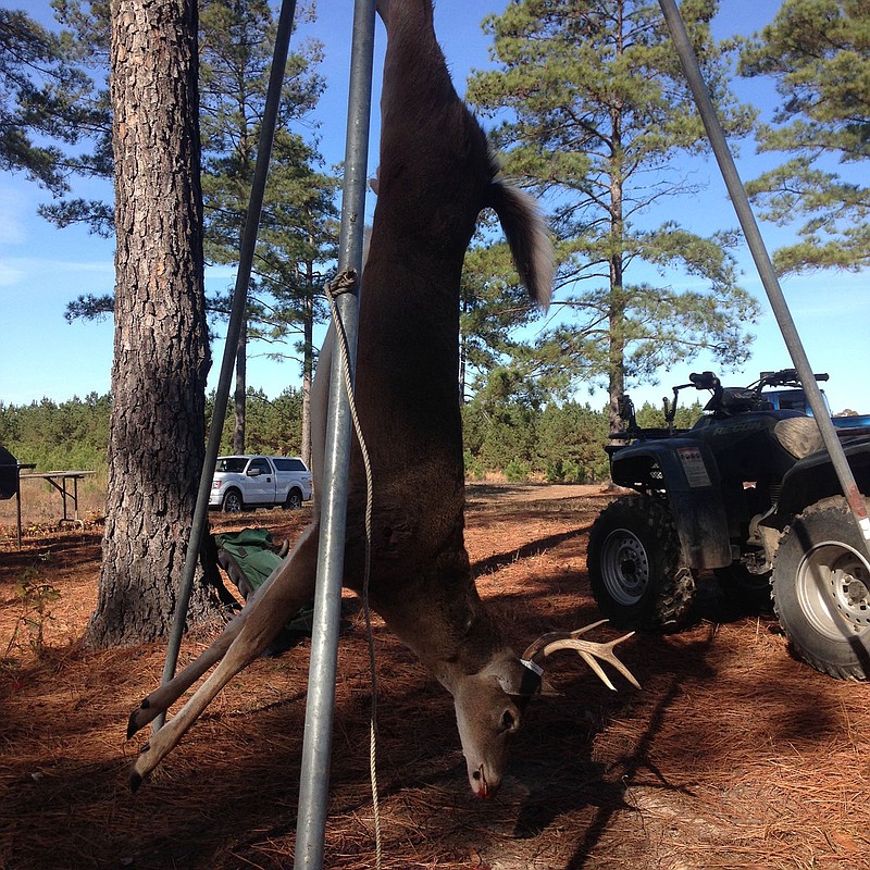 Hunting clubs are affordable opportunities for Arkansans to enjoy good deer hunting. Many clubs recruit new members in early summer.
(Arkansas Democrat-Gazette/Bryan Hendricks)