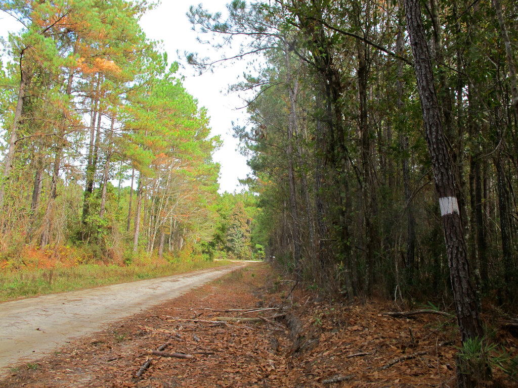 Program to pay for 1st thinning of trees in state