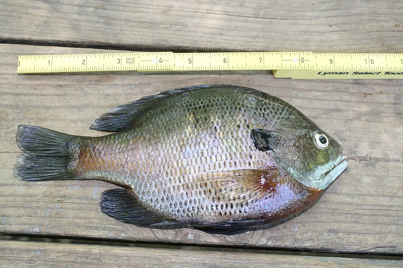 June is hot time for bream fishing