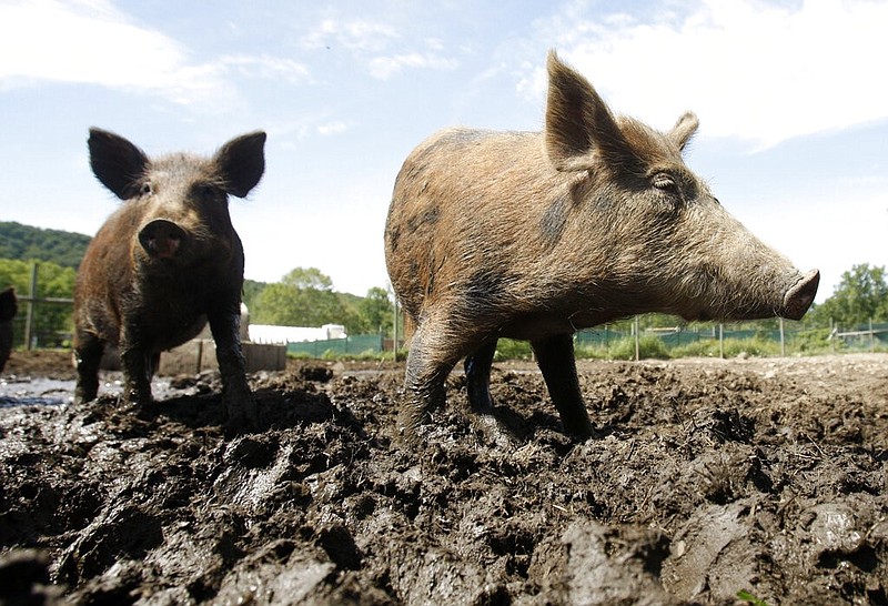 Feral hogs walk in a holding pen at Easton View Outfitters in Valley Falls, N.Y., in this Aug. 24, 2011 file photo. (AP/Mike Groll)