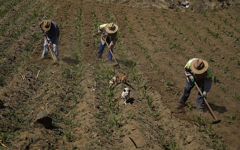 Brothers Arturo, Benjamin and Victor Corella, work their land in Milpa Alta south of Mexico City, Mexico, in late May.
(AP/Eduardo. Verdugo)