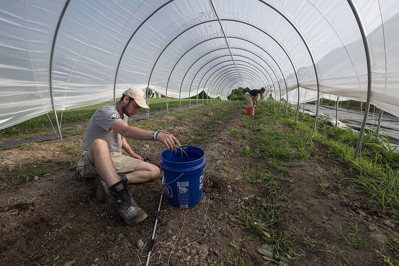 Owen Ashley (foreground) of Beaverton, Ore., and Kara Neal of Montana, both volunteers with AmeriCorps National Civilian Community Corps, pull weeds Thursday, June 16, 2022 at Cobblestone Farms in Fayetteville. AmeriCorps NCCC volunteers are serving at several nonprofits with hunger relief gardens from May through July. (NWA Democrat-Gazette/J.T. Wampler)