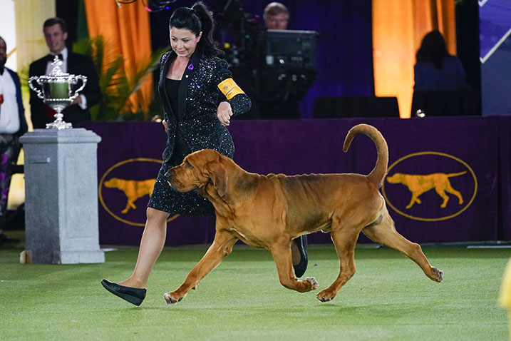 Hound wins Westminster - Vimarsana News