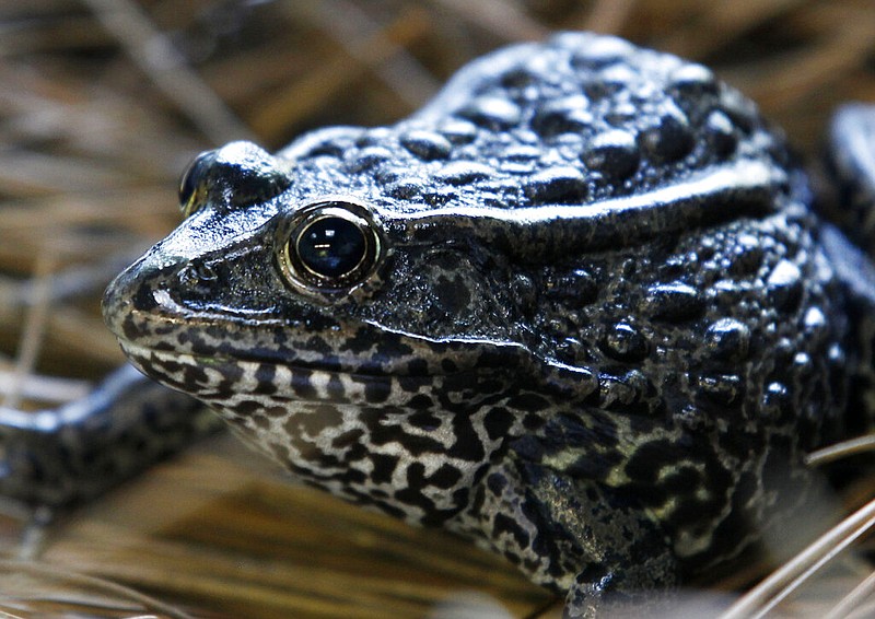 A gopher frog is pictured at the Audubon Zoo in New Orleans in this Sept. 27, 2011 file photo. The Biden administration on Thursday, June 23, 2022, withdrew a rule adopted under then-President Donald Trump that limited which lands and waters could be designated as places where imperiled animals and plants could receive federal protection. (AP/Gerald Herbert)