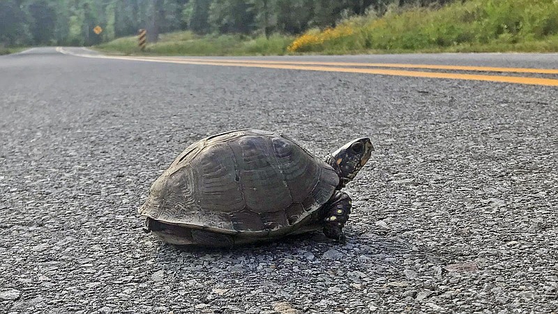 Many turtles can be found alongside roads thanks to a wet, relatively cool spring that created excellent foraging areas. 
(Special to The Commercial/Arkansas Game and Fish Commission)