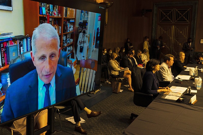 Dr. Anthony Fauci, director of the National Institute of Allergy and Infectious Diseases, testifies virtually June 16 during a Senate Health, Education, Labor and Pensions Committee hearing in Washington to examine an update on the ongoing federal covid-19 response.
(AP/Manuel Balce Ceneta)