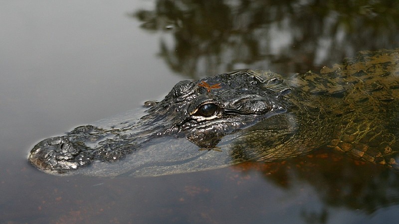 The 2022 alligator permit draw will have 43 permits available for public draw. 
(Special to The Commercial/Arkansas Game and Fish Commission)