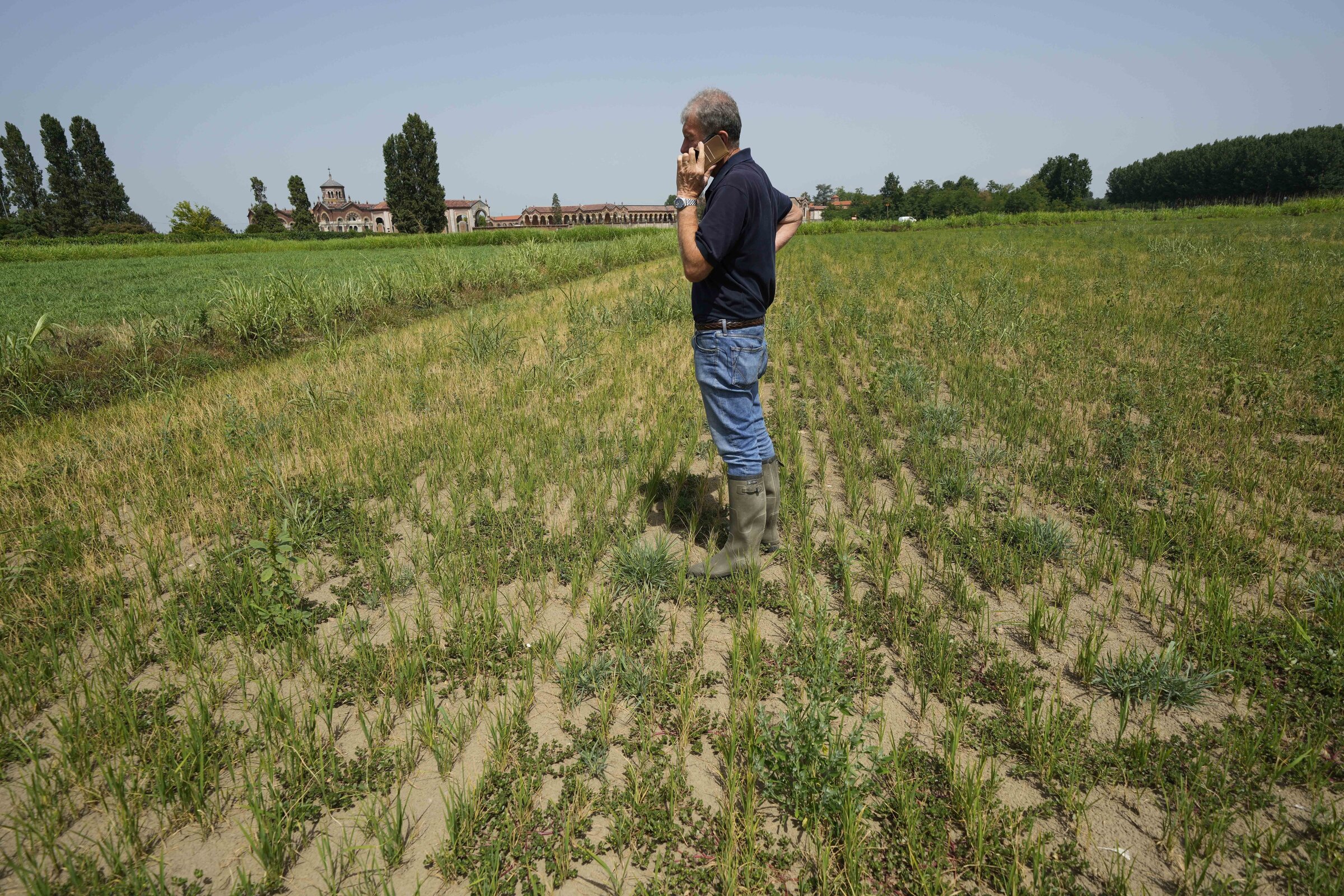 Rice fields drying up in Italy as drought lingers - Vimarsana News