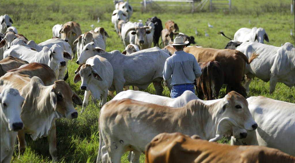 Cattle producers urged to be on watch for ticks