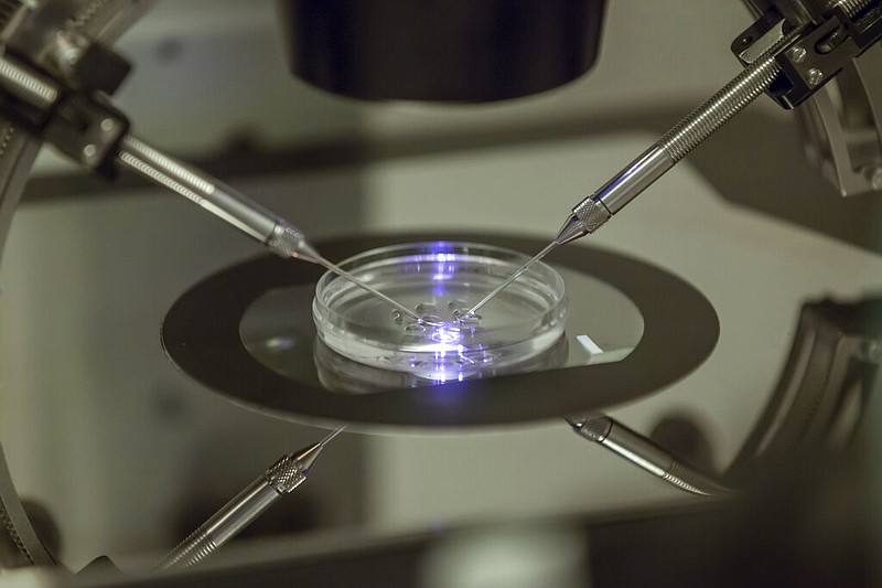An in vitro fertilization embryologist works on a petri dish at a fertility clinic in London in this Aug. 14, 2013 file photo. In vitro fertilization involves surgically removing eggs from a woman’s ovaries, combining them with sperm in a laboratory, and transferring the days-old embryo to the woman’s uterus. (AP/Sang Tan)