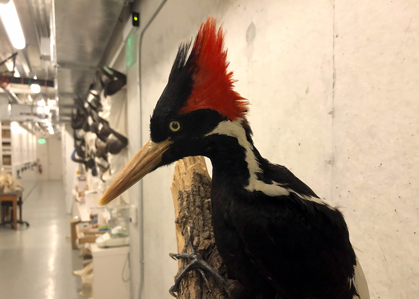 Birders get more time to prove ivory-billed woodpecker, last seen in Arkansas, still exists - Vimarsana News