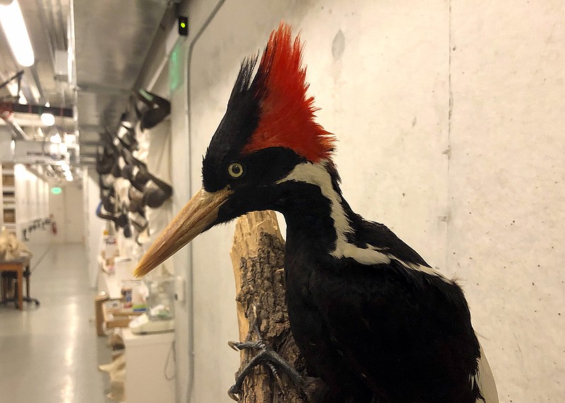 U.S. Fish and Wildlife Service is giving people another month to come forward with any new evidence that the ivory-billed woodpecker still exists. Ornithologists say the woodpecker was last seen in east Arkansas in 2004-05.
(AP file photo)