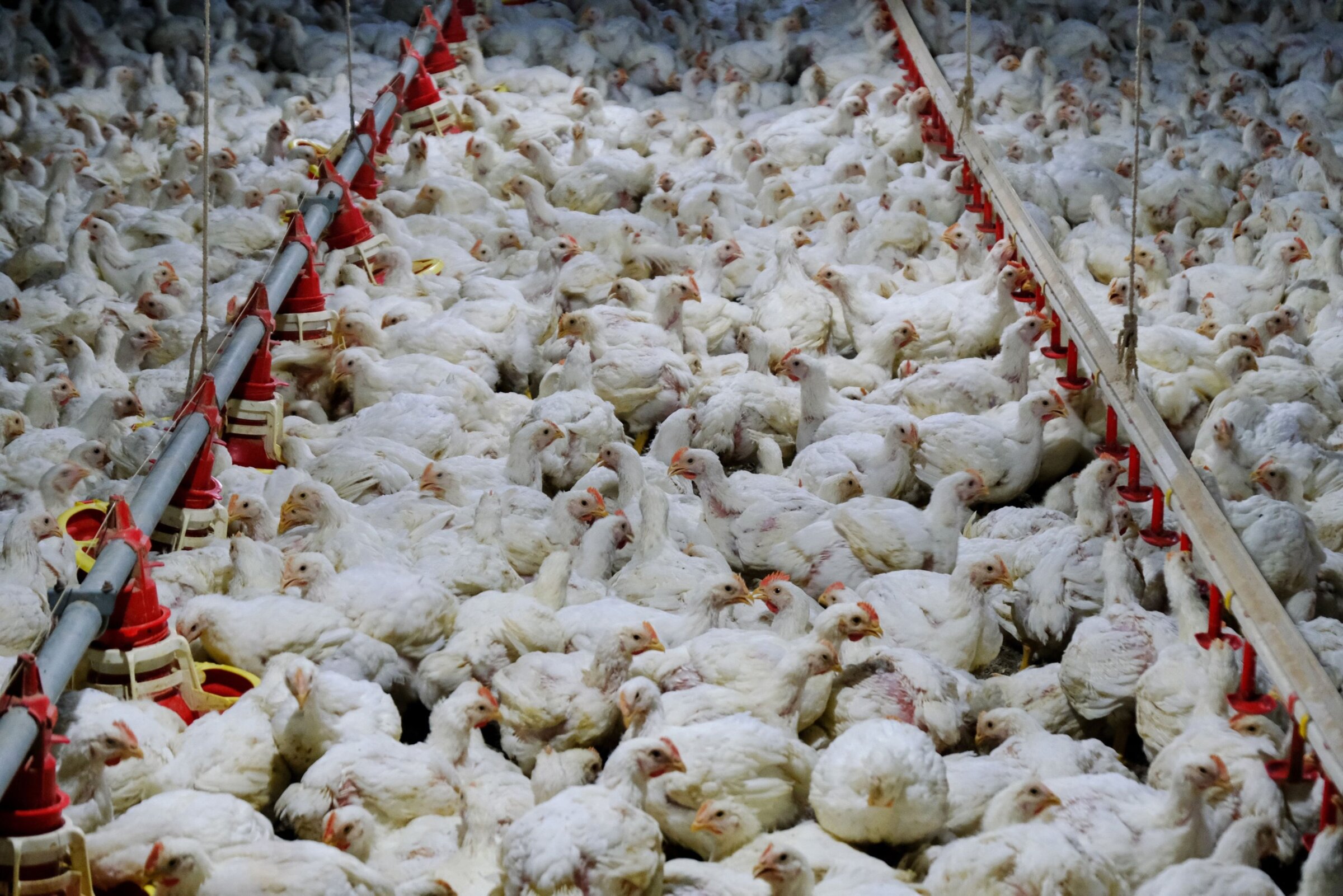Chicken industry executives acquitted - Vimarsana News