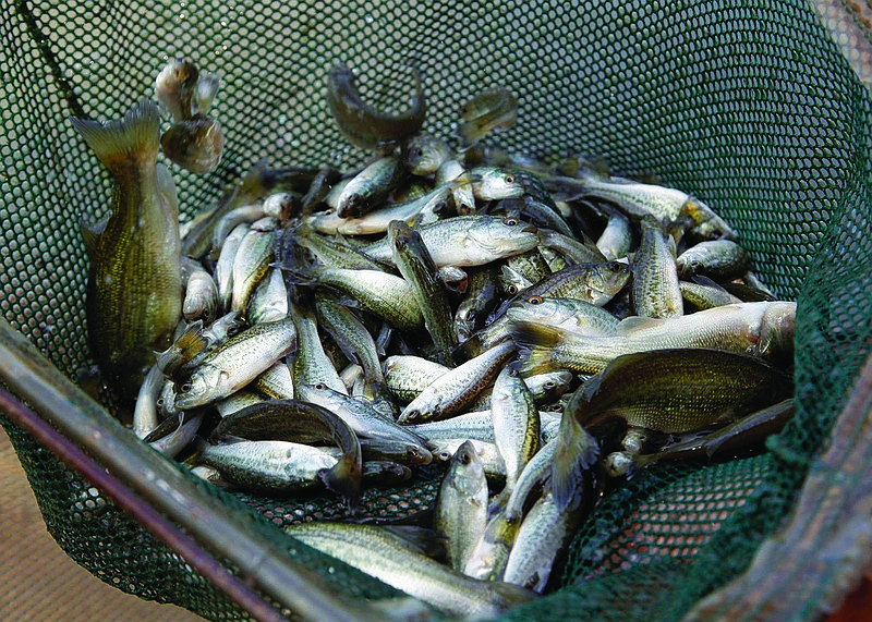 Largemouth bass fingerlings are shown. Largemouth bass, bluegill, crappie and catfish can be found in Big Lake, the warm-water species characteristic of a lot of lakes in Arkansas, said Sean Lusk, a staff biologist for the Arkansas Game and Fish Commission Fisheries Division. 
(Special to The Commercial/Arkansas Game and Fish Commission)