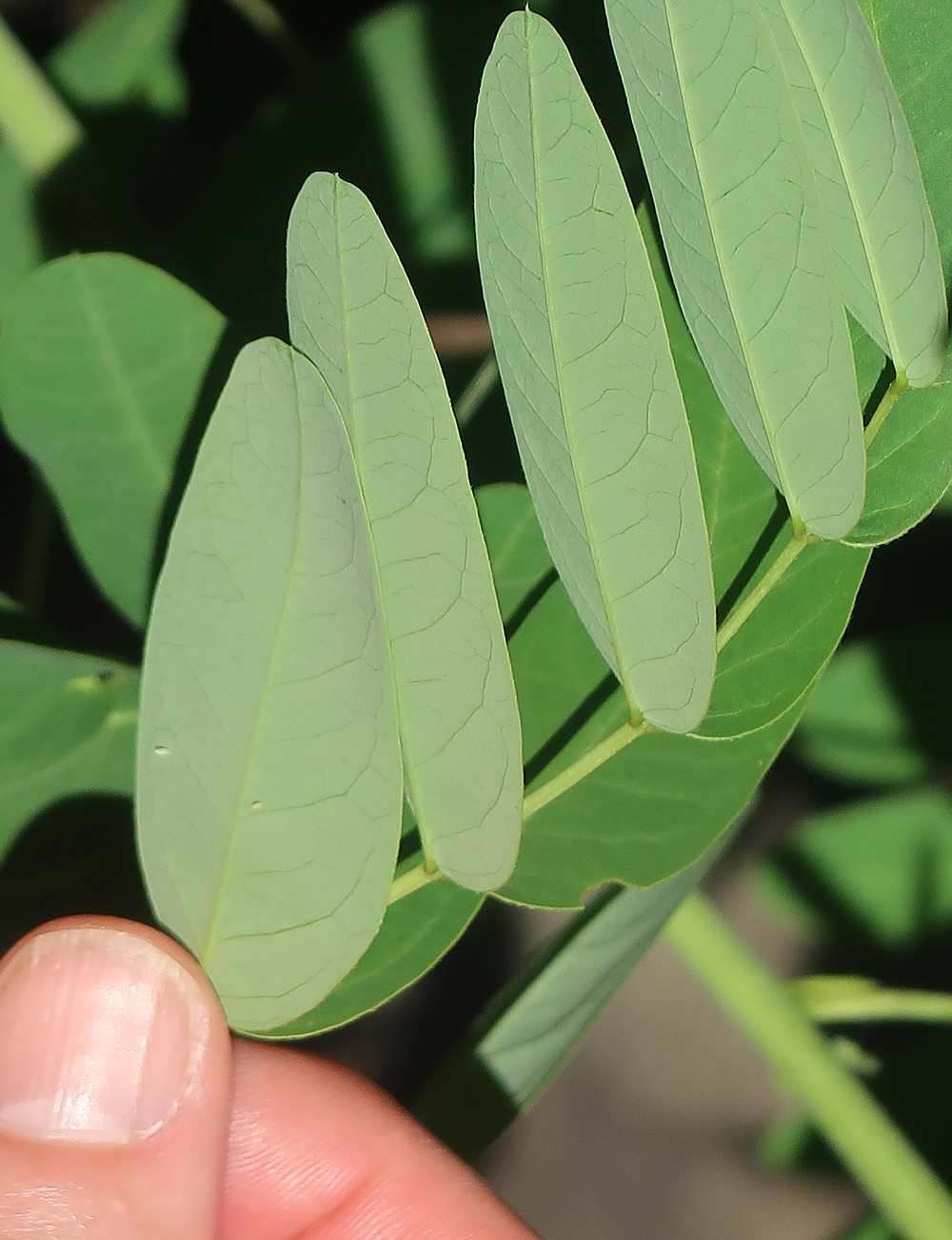 Perfect pollinator playground Isbells’ garden contains plants, flowers