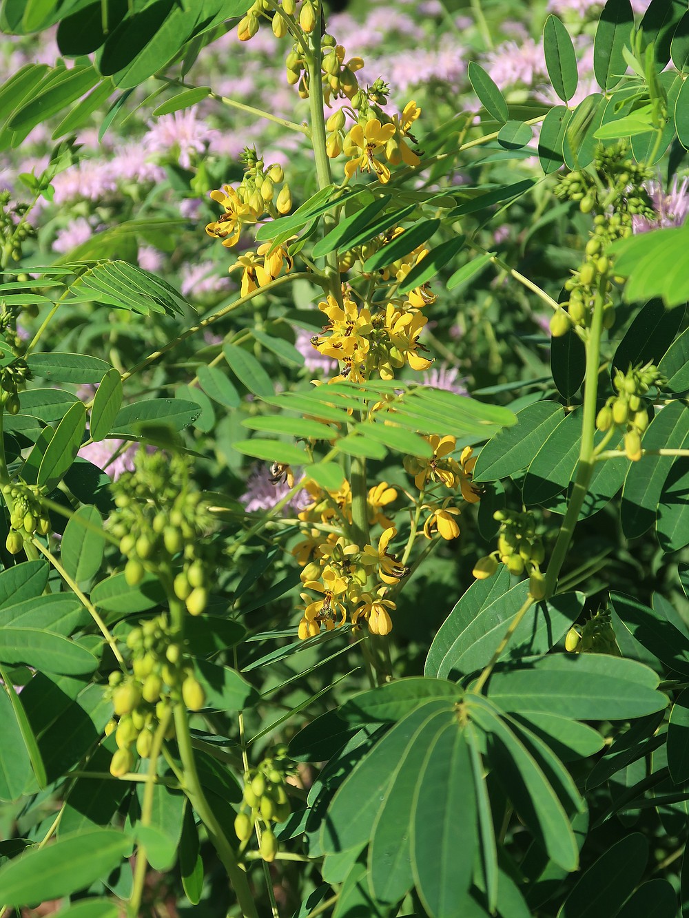 Perfect pollinator playground Isbells’ garden contains plants, flowers
