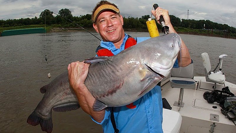 Trey Reid of the Arkansas Game and Fish Commission caught this 48-pound blue catfish on the Mississippi River near Helena-West Helena while recording an episode of the AGFC’s television show. The fish took a large piece of skipjack herring that was bounced off the river bottom while drifting downstream. 
(Special to The Commercial/Arkansas Game and Fish Commission)