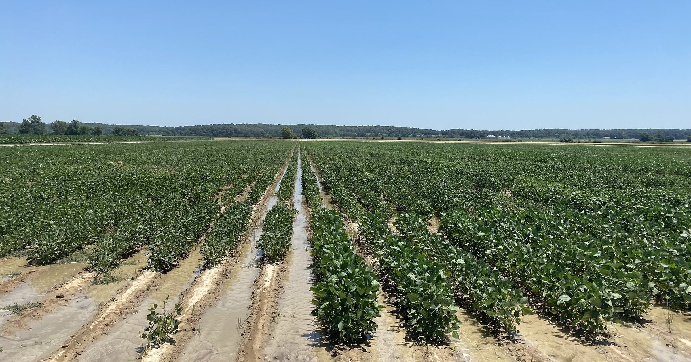 Rain is needed at farms in state