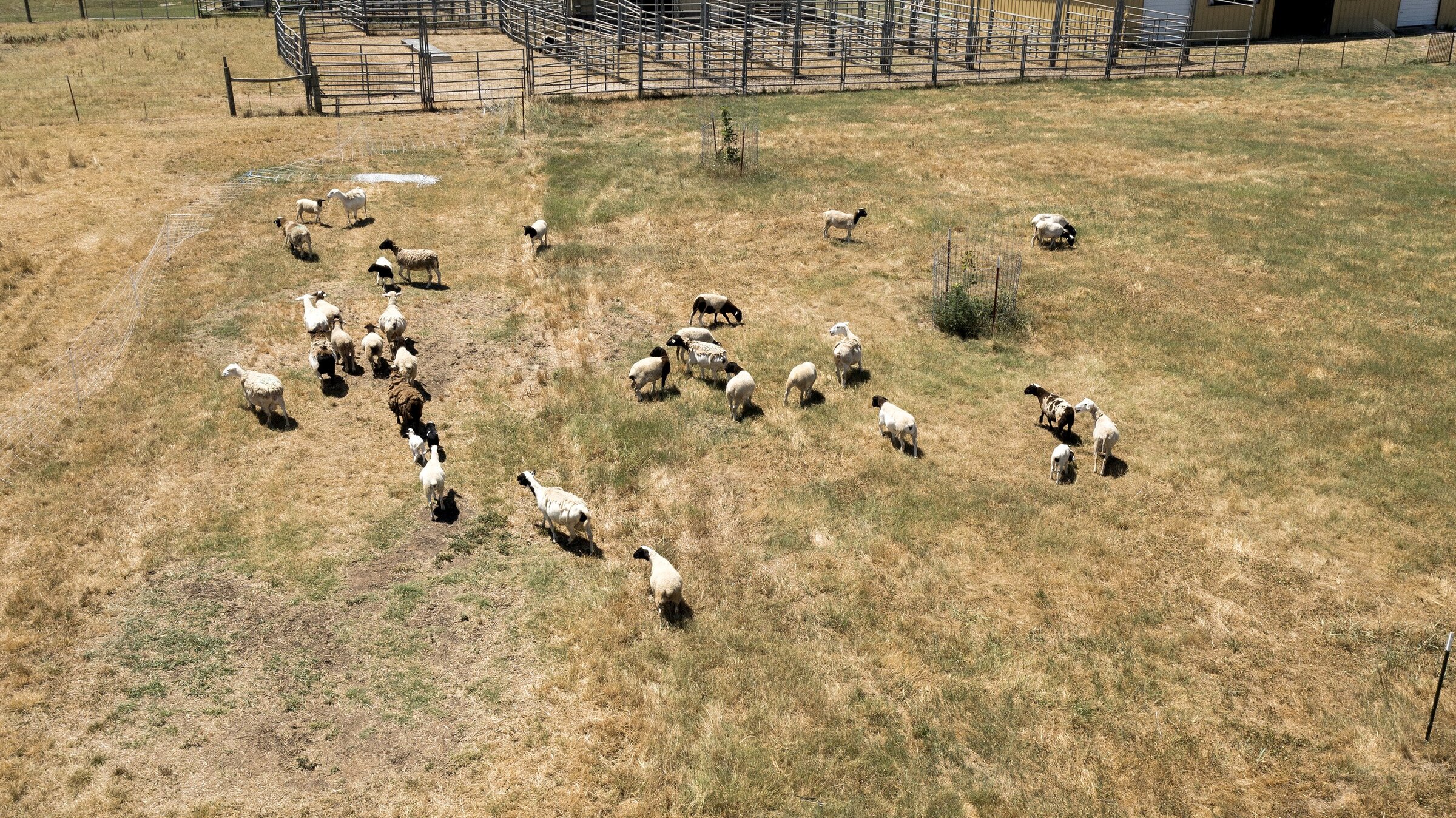 Project analyzes overgrazing