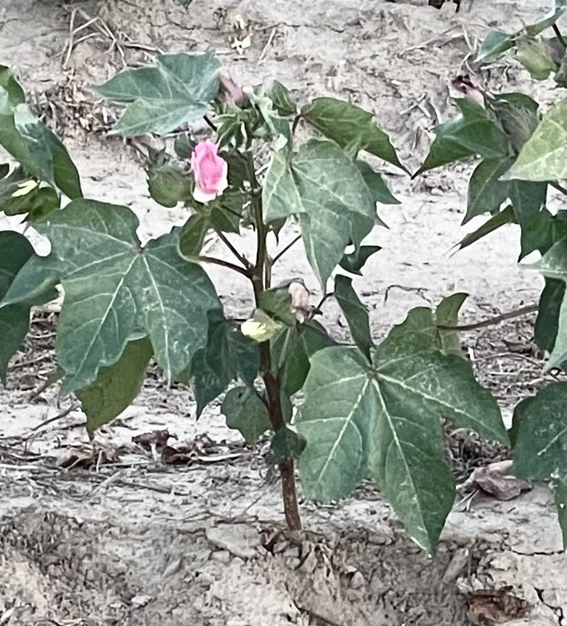 Cotton facing tough times with heat, drought