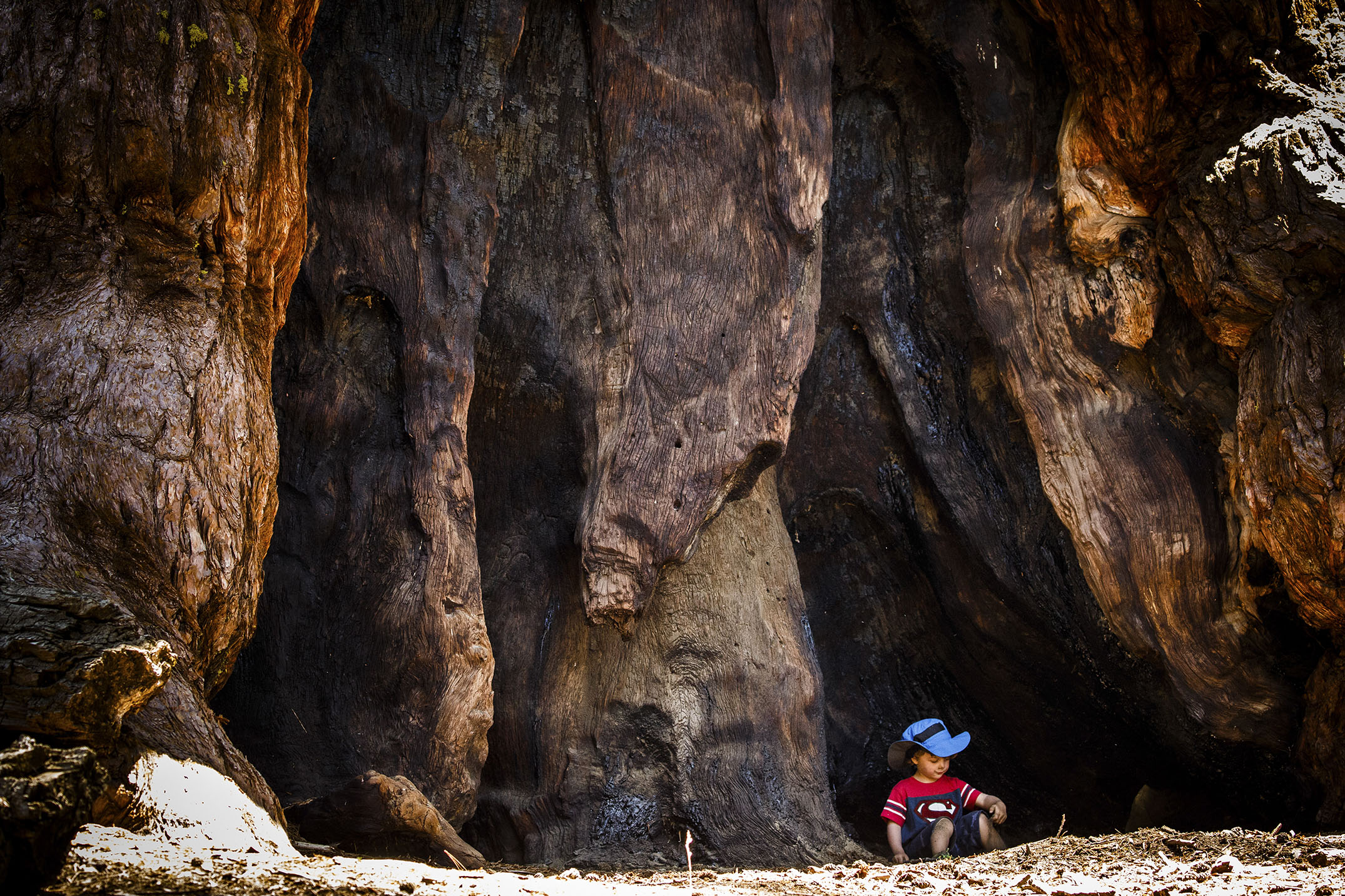Wildfire menaces giant ancient tree of Yosemite - Vimarsana News