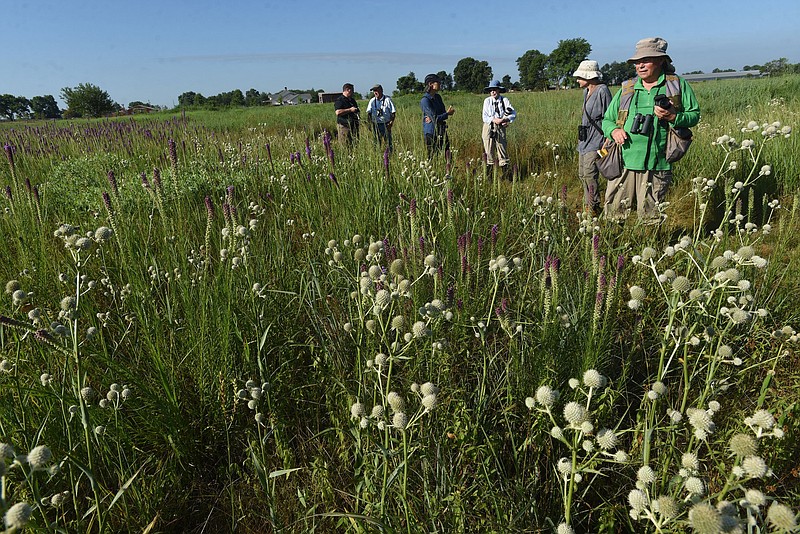 Joe Neal (right) of Fayetteville admires on Saturday July 9 2022 a stand of rattlesnake master wildflowers during a field trip at Chesney Prairie Natural Area on the east edge of Siloam Springs.  (NWA Democrat-Gazette/Flip Putthoff)