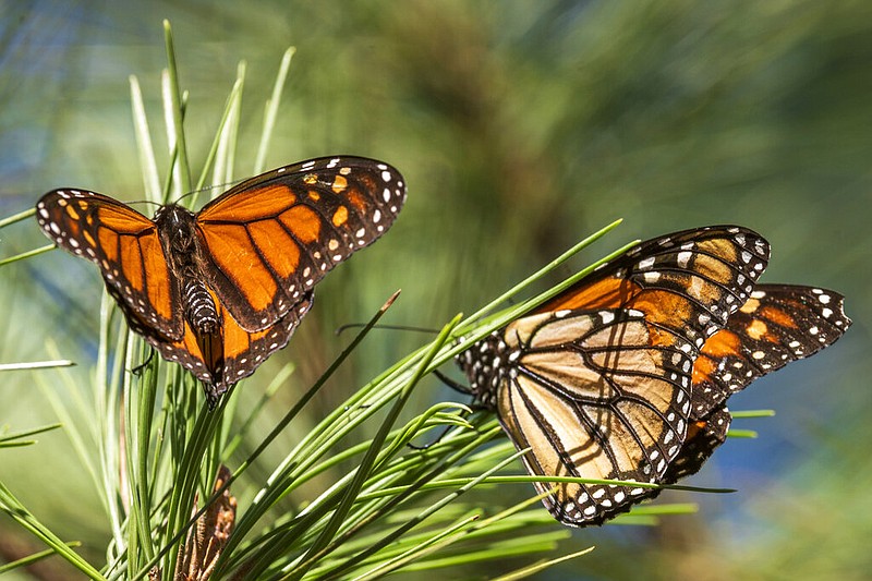 Monarch butterflies now listed as endangered | The Arkansas Democrat ...