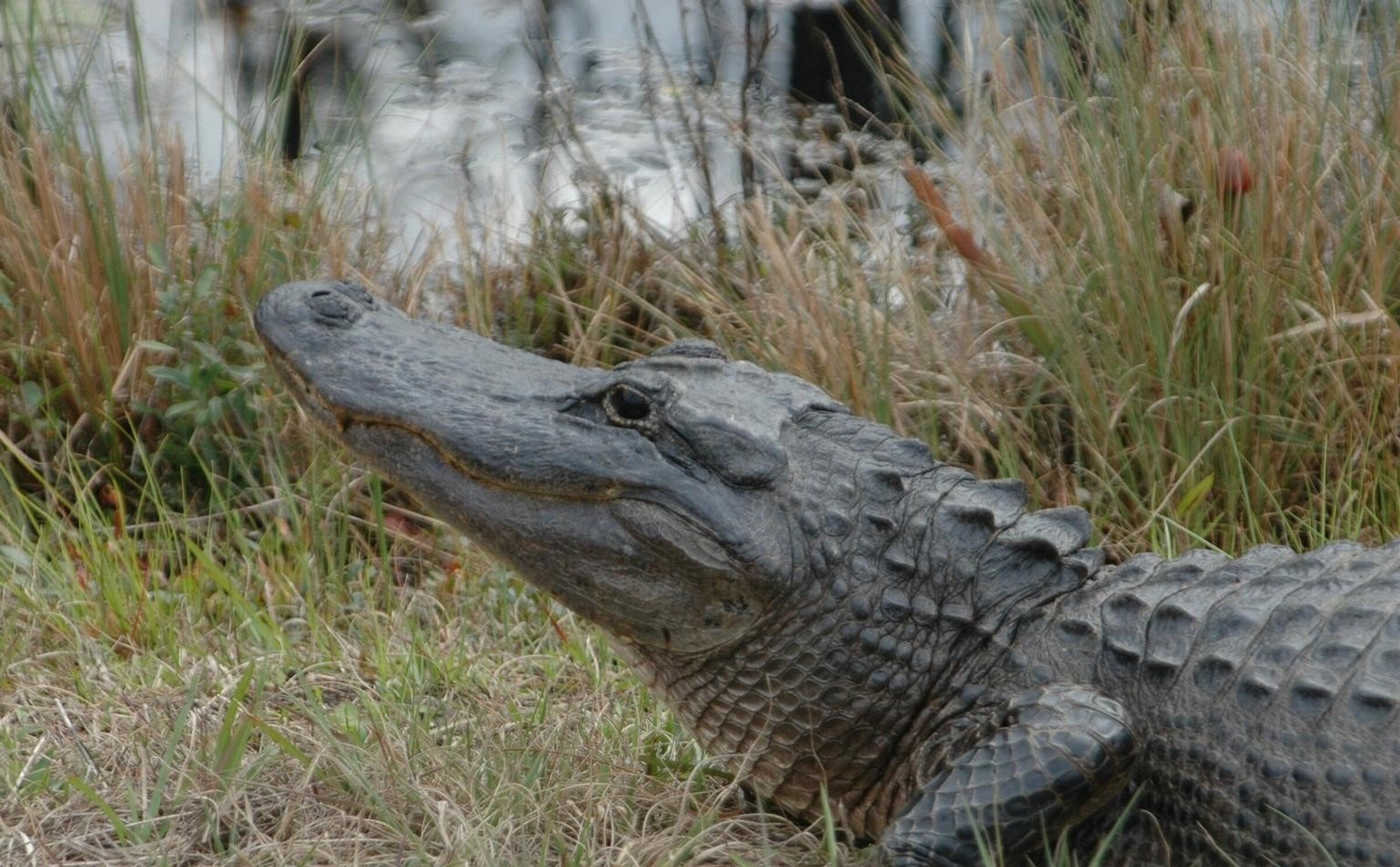 Specialist warns about alligators in state