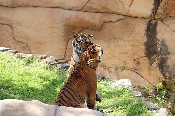 National Zoo Is Hoping For Tiger Babies