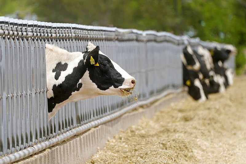 Cows peek out of a fence on a cattle ranch near a highway in this June 22, 2022 file photo. (AP/Rick Bowmer)