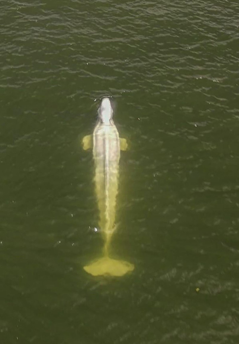 A drone image taken by the environmental group Sea Shepherd on Friday shows a wayward Beluga whale in the Seine River west of Paris.
(AP/Sea Shepherd)